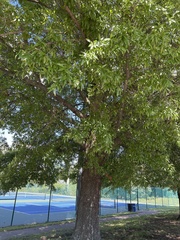 Quercus phellos