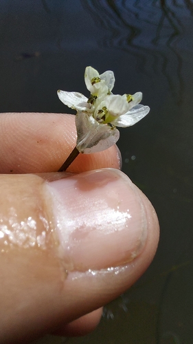 Vernal Waterblommetjie (Aponogeton fugax)