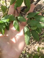 Quercus suber