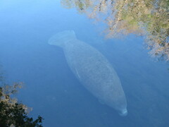 Trichechus manatus