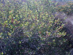Searsia laevigata
