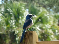 Aphelocoma coerulescens