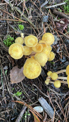 Physalacriaceae