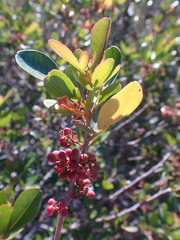 Searsia laevigata