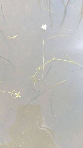 Image of Aponogeton fugax by (c) Jacques van der Merwe, some rights reserved (CC BY-SA)