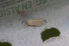 Mythimna
