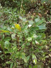 Vaccinium myrtilloides