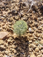 Eriospermum paradoxum