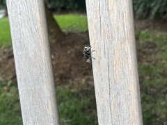 Dolichovespula maculata