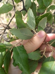 Quercus suber