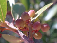 Searsia laevigata
