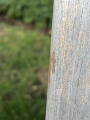Dolichovespula maculata