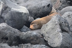 Arctocephalus galapagoensis