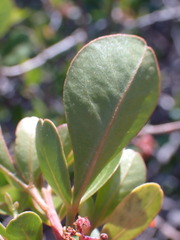 Searsia laevigata