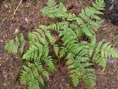 Polypodiopsida