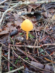 Entoloma quadratum