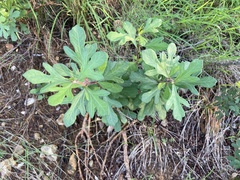 Jatropha dioica
