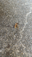 Polistes exclamans