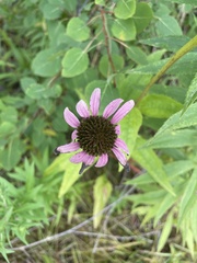 Echinacea