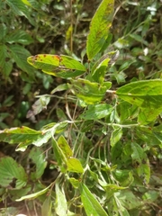 Vaccinium myrtilloides
