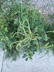 Amaranthus