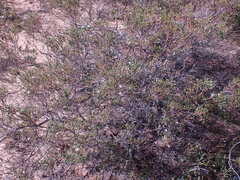 Euchaetis albertiniana
