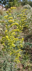 Solidago nemoralis