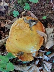 Suillus grevillei