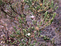 Euchaetis albertiniana