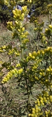 Solidago nemoralis