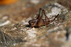 Bucephaloptera bucephala