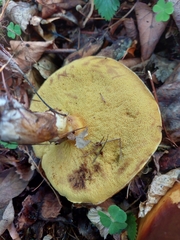 Suillus grevillei