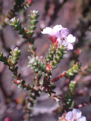 Euchaetis albertiniana
