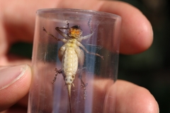 Bucephaloptera bucephala