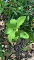 Sida rhombifolia