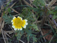 Glebionis coronaria