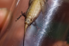 Bucephaloptera bucephala