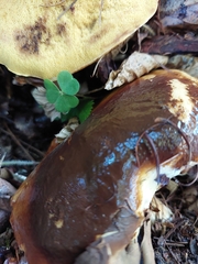 Suillus grevillei