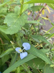 Commelina virginica