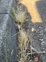 Hordeum murinum