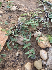 Euphorbia glyptosperma