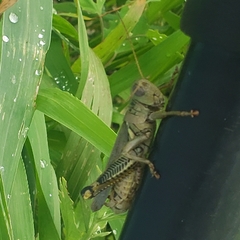 Melanoplus differentialis