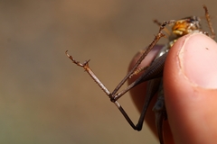 Bucephaloptera bucephala