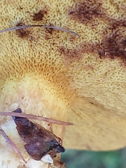 Suillus grevillei