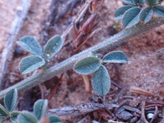 Indigofera priorii