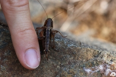 Bucephaloptera bucephala