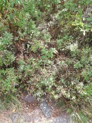 Vaccinium myrtilloides