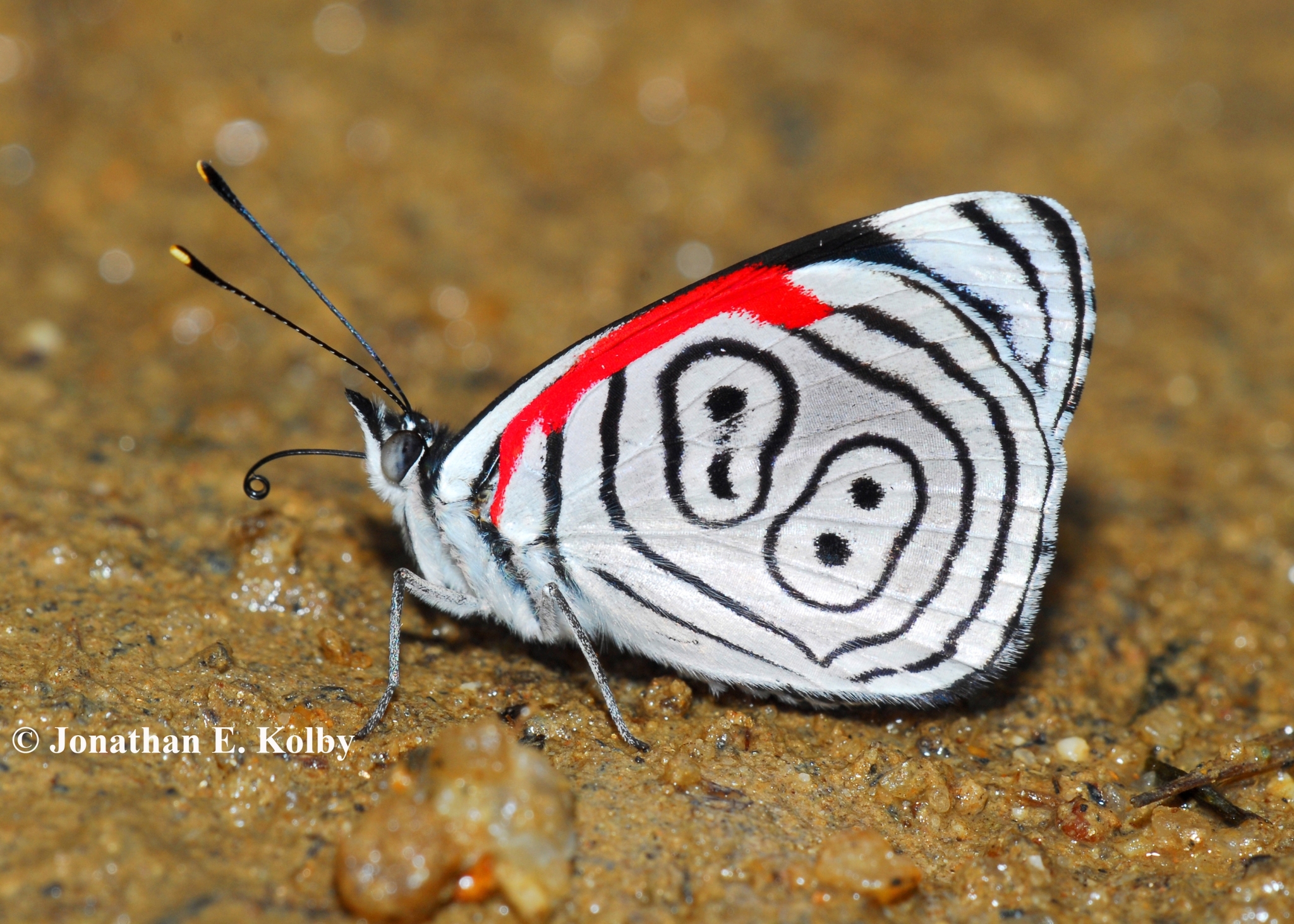 Anna's Eighty-eight (Diaethria anna) · iNaturalist