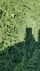 Juniperus horizontalis