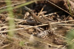 Lacerta viridis